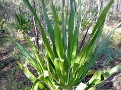 Doryanthes excelsa