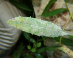 Golovinomyces cichoracearum