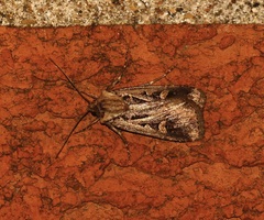 Feltia subgothica
