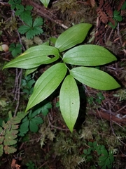 Streptopus lanceolatus