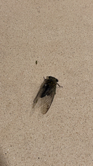 Neotibicen pruinosus