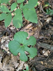 Sanguinaria canadensis