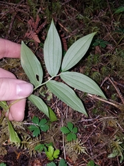 Streptopus lanceolatus