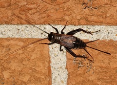 Gryllus pennsylvanicus