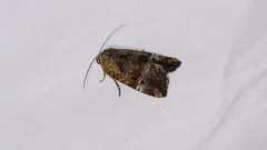 Elaphria chalcedonia