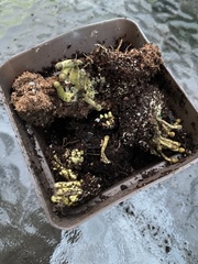 Leucocoprinus birnbaumii