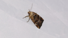 Elaphria chalcedonia