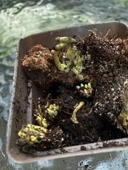 Leucocoprinus birnbaumii