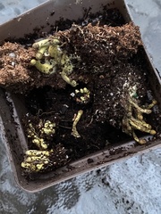 Leucocoprinus birnbaumii