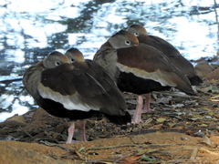 Dendrocygna autumnalis