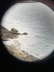 Phoca vitulina vitulina