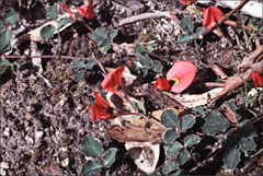Kennedia prostrata