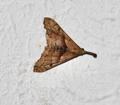 Palthis angulalis