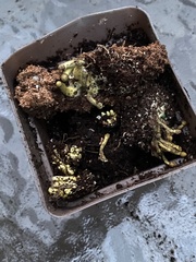 Leucocoprinus birnbaumii