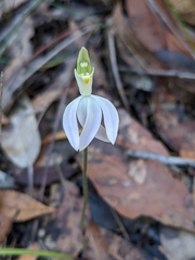 Caladenia catenata