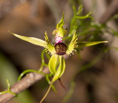 Caladenia crebra