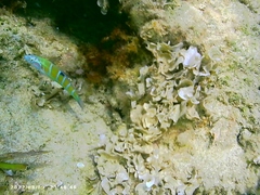 Thalassoma pavo