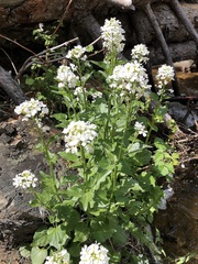 Cardamine cordifolia