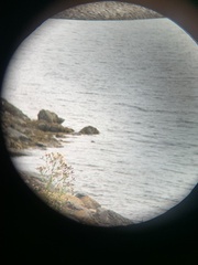 Phoca vitulina vitulina