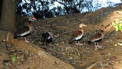 Dendrocygna autumnalis