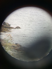 Phoca vitulina vitulina