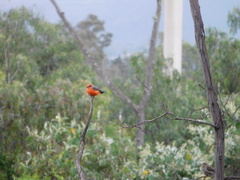 Pyrocephalus rubinus