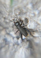 Gryllus
