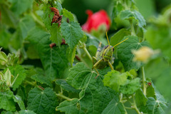 Schistocerca obscura