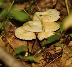 Tetrapyrgos nigripes