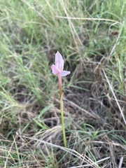 Zephyranthes chlorosolen