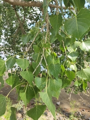 Populus nigra