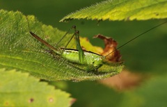 Conocephalus brevipennis