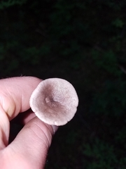 Lactarius pseudomucidus