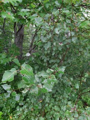 Populus tremuloides