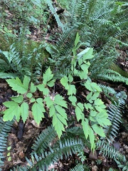 Actaea racemosa