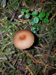Gliophorus