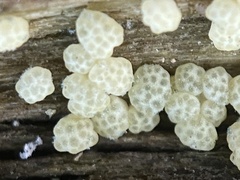 Trichoderma
