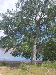 Populus nigra