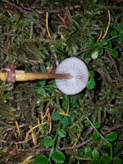 Gliophorus