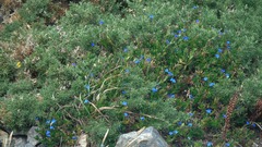 Glandora prostrata