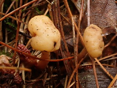 Cudonia circinans
