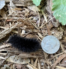 Hypercompe scribonia