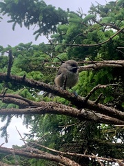 Poecile hudsonicus