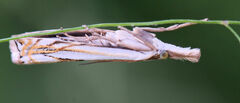 Crambus saltuellus
