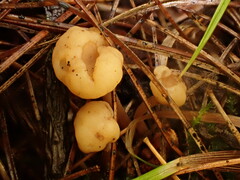 Cudonia circinans