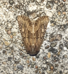 Luperina testacea