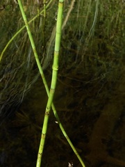 Equisetum fluviatile