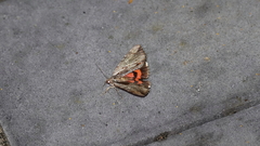 Catocala ultronia
