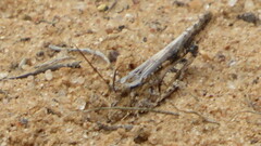 Trimerotropini