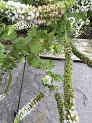 Mentha suaveolens